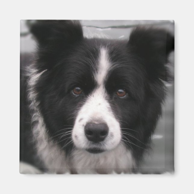 Aimant Bordure Collie Carré magnétique (Devant)