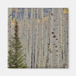 Aimant Bosquets d'aspens en automne Montagnes Rocheuses