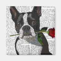Boston Terrier avec Rose dans la bouche