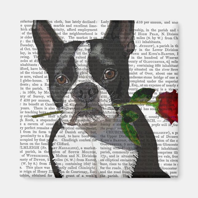 Aimant Boston Terrier avec Rose dans la bouche (Devant)