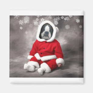 AIMANT BOSTON TERRIER DANS LA SORTIE XMAS