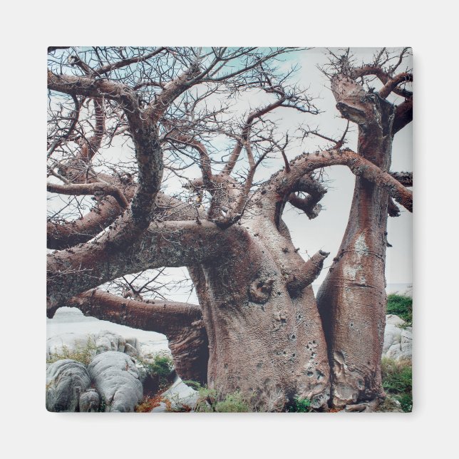 Aimant Botswana Kubu Island Baobab Tree Magazine (Devant)