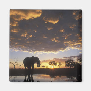 Aimant Botswana, parc national de Chobe, Éléphant