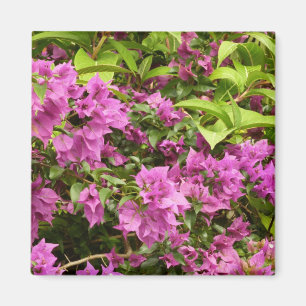 Aimant Bougainvillées tropicales violettes