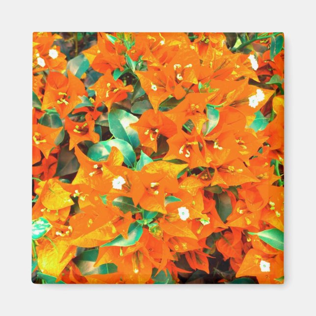 Aimant Bougainvilliers orange vif (Devant)
