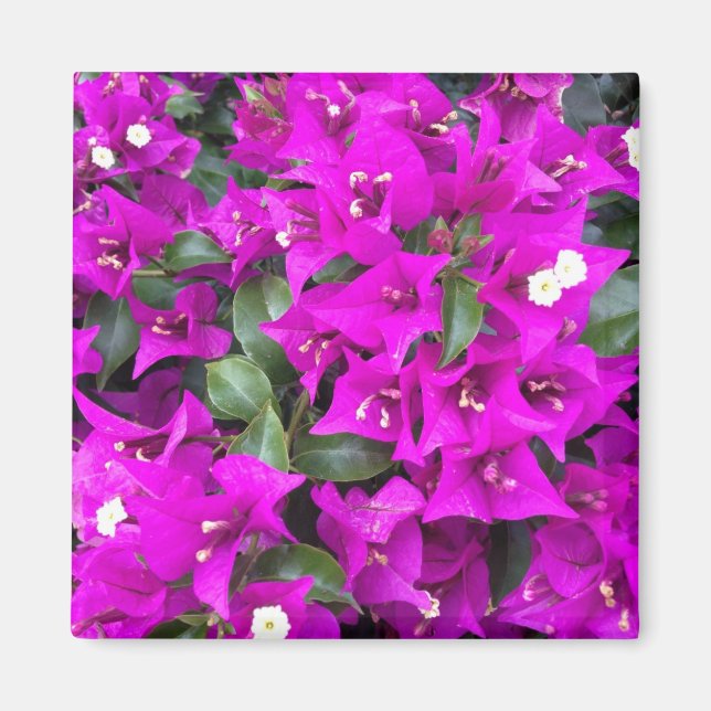 Aimant Bougainvilliers violets vifs (Devant)