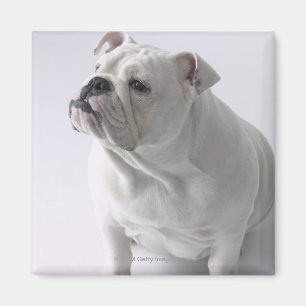 Aimant Bouledogue anglais blanc se reposant dans le