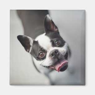 Aimant Bouledogue français des images de Getty