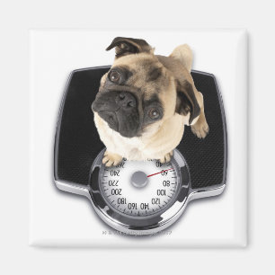 Aimant Bouledogue français sur des échelles regardant