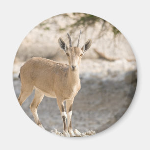 Aimant Bouquetin - Yael