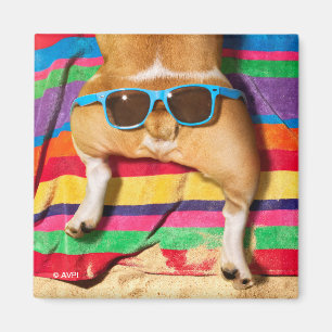 Aimant Bouton de chien avec lunettes de soleil