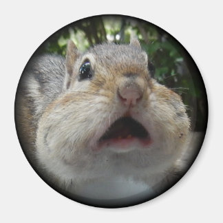 Aimant Bouton OMG Chipmunk.