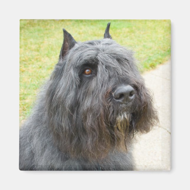 Aimant Bouvier des Flandres (Devant)