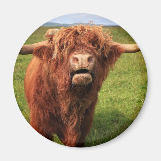 Aimant Bovins écossais des Highlands - Écosse