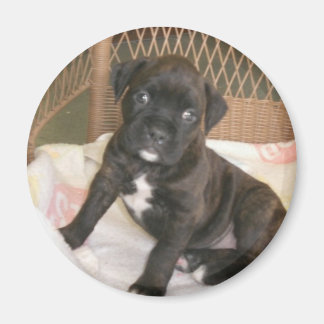 Aimant Boxer Baby !