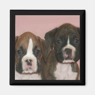 Aimant Boxer Puppies
