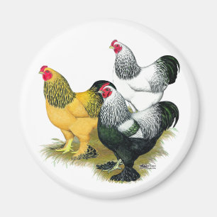 Aimant Brahmas Three Roosters