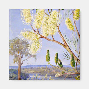 Aimant Branch of a Grevillea and View on the Swan River,