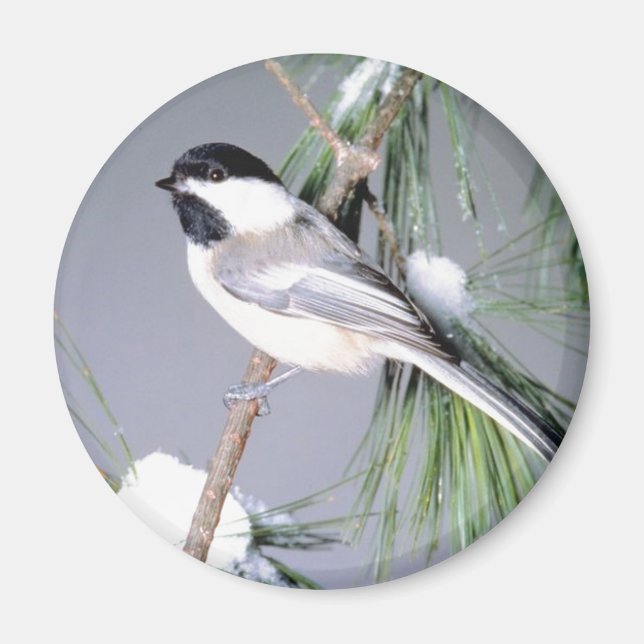 Aimant Branche couverte de neige d'oiseaux (Devant)