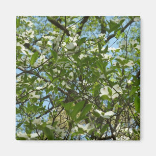 Aimant Branche of Dogwood Blossoms Spring Trees