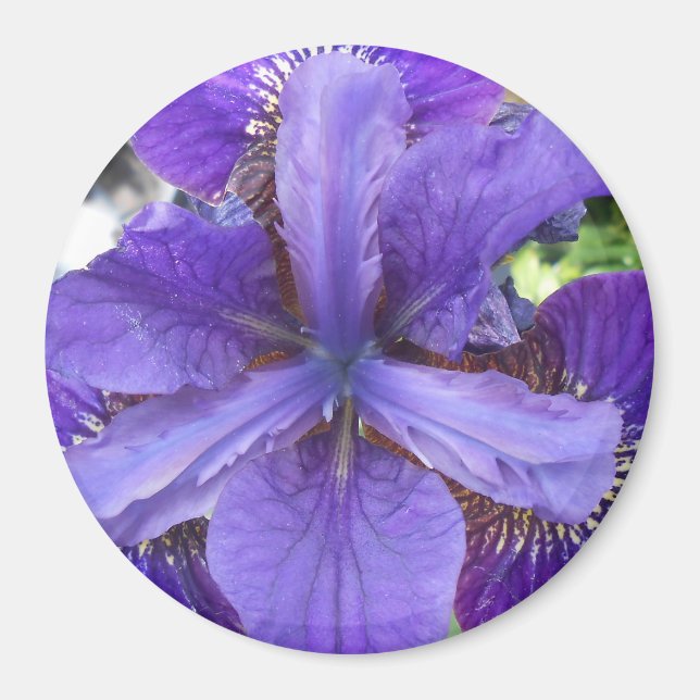 Aimant Brandeis (Devant)