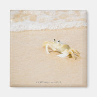 Brésil, Rio de Janeiro, Buzios, Crabe sur