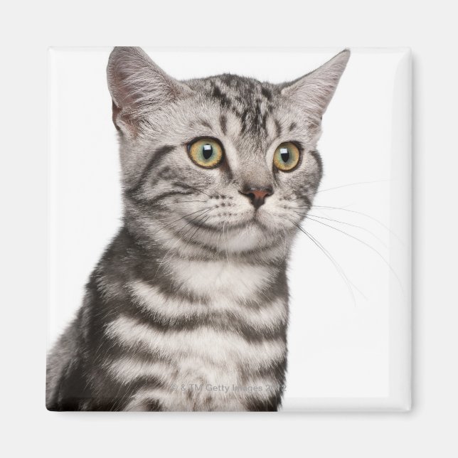 Aimant British Shorthair kitten (4 months old) (Devant)