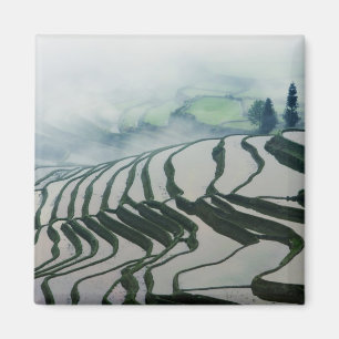 Aimant Brouillard de matin au-dessus des gisements de riz