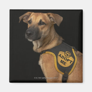 Aimant Brown rescue dog with adopt vest