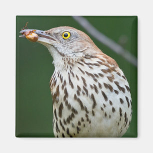Aimant Brown Thrasher avec / Catch Of The Day Cadeaux Vêt
