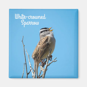 Aimant Bruant à couronne blanche