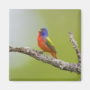 Aimant Bruant à tête rouge (Passerina ciris) mâle chantan
