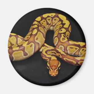 Aimant Brun et python de boule d'or