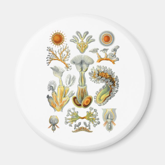 Aimant Bryozoa (Devant)