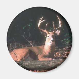 Aimant Buck Deer blanc