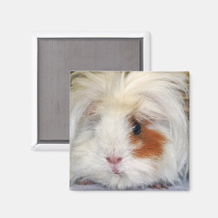 Aimant Buff and White, Lunkarya Guinée Pig Face Closeuse