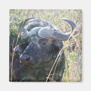 Aimant Buffle africain