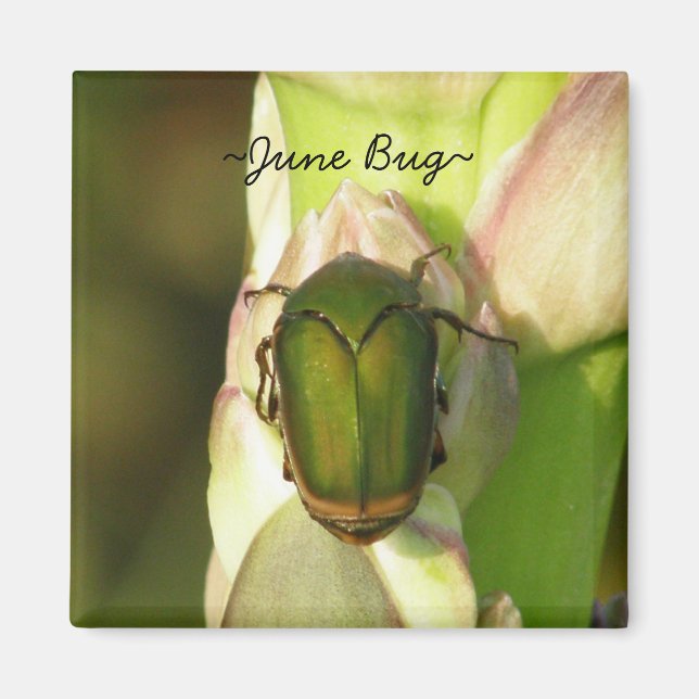 Aimant Bug juin (Devant)
