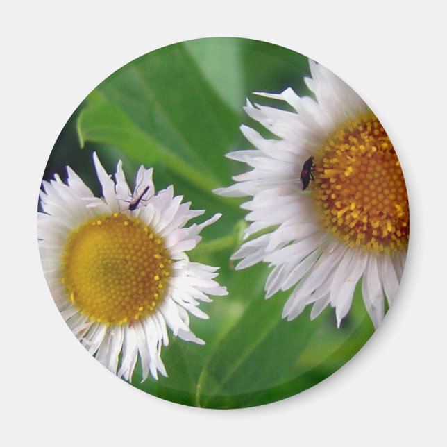 Aimant Bugs et fleurs blanches (Devant)