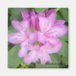 Aimant Buisson de rhododendron en fleurs