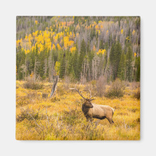 Aimant Bull Elk   Rocky Mountain National Park Colorado
