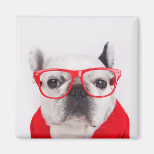 Aimant Bulldog français avec lunettes et chemise