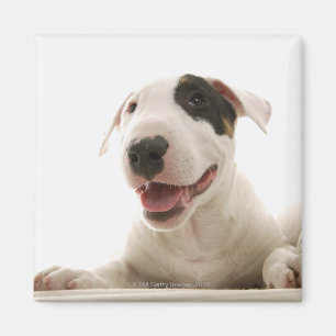 Aimant Bulls-terrier