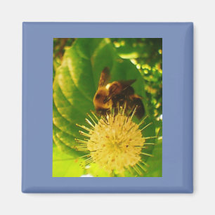 Aimant Bumble Bee Nectar