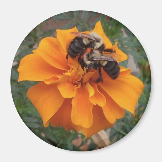 Aimant Bumblebebees sur Marigold Flower (Devant)