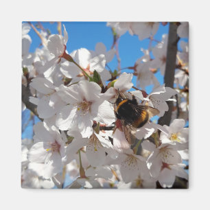 Aimant Bumblebee sur la fleur de cerisier sauvage