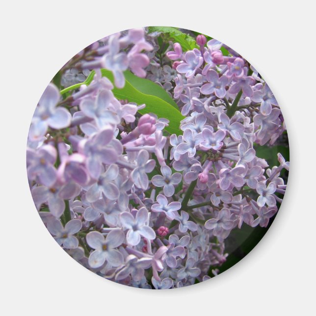 Aimant Bunches Lilac (Devant)