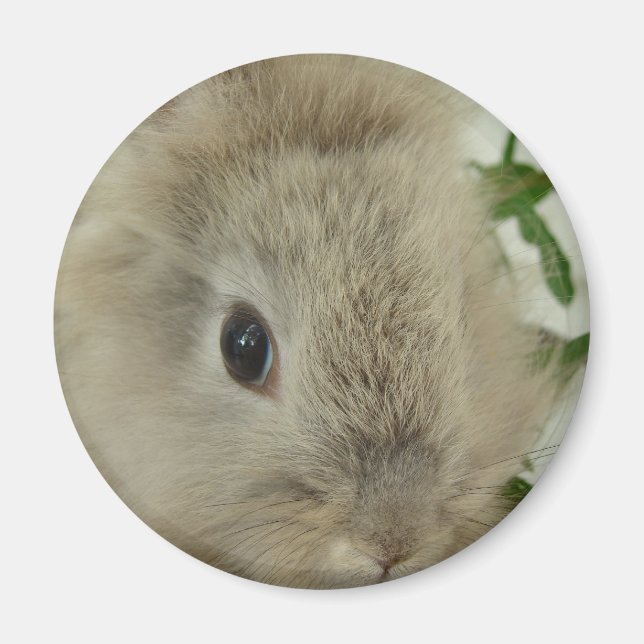 Aimant Bunny Lionhead (Devant)