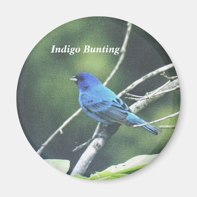 Aimant Bunting Indigo (Devant)