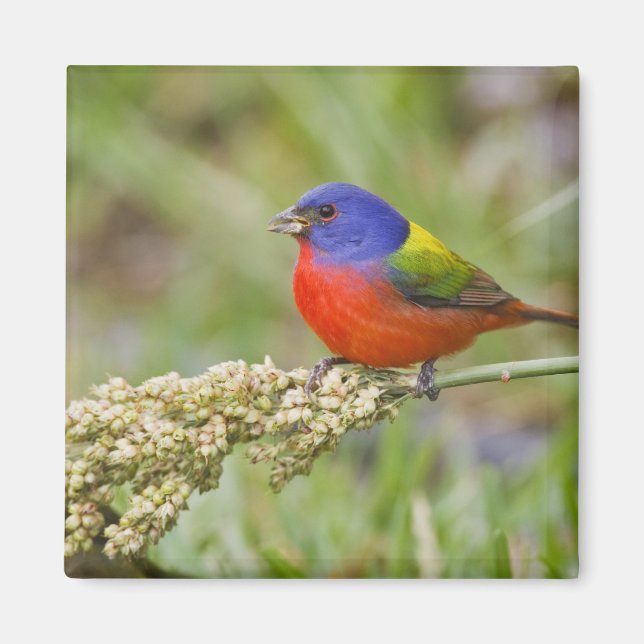 Aimant Bunting peint (ciris passeriens) alimentation mâle (Devant)